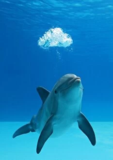 Breathing Collection: Bottlenose dolphin - blowing air bubbles underwater