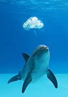 Dolphin Prints: Bottlenose dolphin - blowing air bubbles underwater
