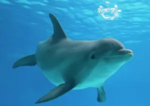 Dolphin Prints: Bottlenose dolphin - blowing air bubbles underwater