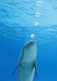 Bottlenose Dolphin - blowing air rings underwater