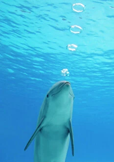 Quirky Collection: Bottlenose dolphin - blowing air rings underwater
