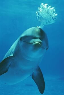 Bottlenose DOLPHIN - blows bubbles from blow hole, facing camera