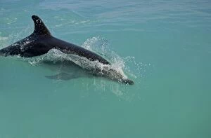 Bottlenose Dolphin - breaking the surface