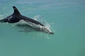 Whales And Dolphin Prints: Bottlenose Dolphin - breaking the surface - Atlantic Ocean - Namibia - Africa