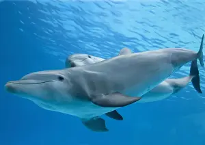 Bottlenose dolphin - and calf
