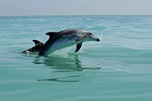 Images Dated 11th April 2010: Bottlenose Dolphin - captured mid leap - Atlantic Ocean - Namibia - Africa