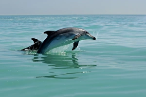 Images Dated 11th April 2010: Bottlenose Dolphin - captured mid leap - Atlantic Ocean - Namibia - Africa