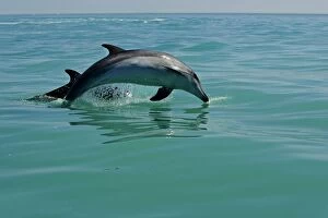 Images Dated 11th April 2010: Bottlenose Dolphin - captured mid leap - Atlantic Ocean - Namibia - Africa