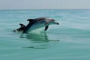 Breaching Prints: Bottlenose Dolphin - captured mid leap - Atlantic Ocean - Namibia - Africa