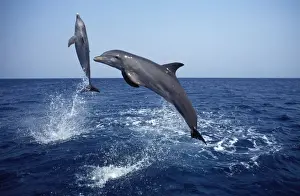 Bottlenose dolphin Carribean. Off Roatan Island, Honduras, Central America