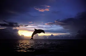 Jumping Prints: Bottlenose dolphin Carribean: Roatan Island, Honduras