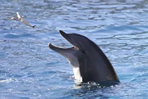 Bottlenose Prints: Bottlenose Dolphin - catching fish being thrown. France