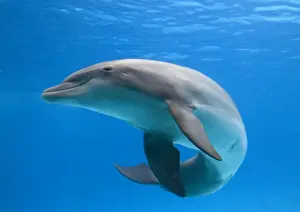 Bottlenose dolphin - dancing underwater