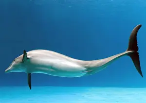 Bottlenose dolphin - dancing underwater