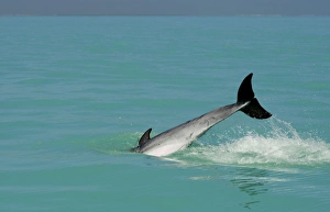 Images Dated 11th April 2010: Bottlenose Dolphin - diving back into the warer after a jump - Atlantic Ocean - Namibia - Africa