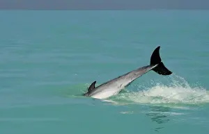 Breaching Prints: Bottlenose Dolphin - diving back into the warer after a jump - Atlantic Ocean - Namibia - Africa