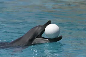 Bottlenose Dolphin. Dolphinarium, Port Elisabeth. South Africa