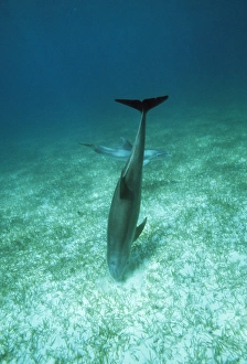 Bottlenose Dolphin - feeding in crater, digging for sand burrowing fish Bottlenose Dolphin - feeding in crater, digging for sand burrowing fish