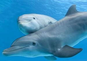 Calves Collection: Bottlenose Dolphin - female and her calf