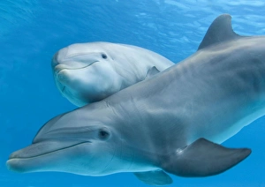 Bottlenose Dolphin - Mother & Calf