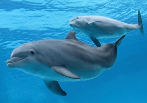 Bottlenose Dolphin - Mother & Calf