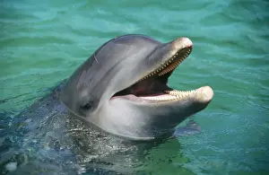 Dolphin Prints: Bottlenose Dolphin FG 9471 Tursiops truncatus © Francois Gohier / ardea. com
