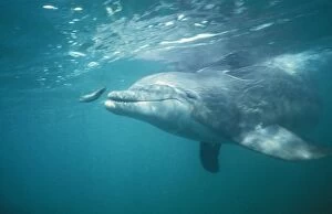 Bottlenose Dolphin - and fish
