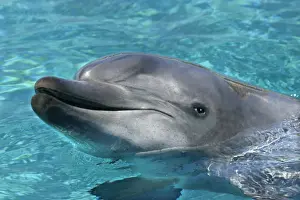 Bottlenose Prints: Bottlenose Dolphin - With head out of water