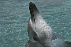 Bottlenose Dolphin - With head out of water
