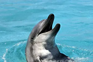 Bottlenose Dolphin - With head out of water and mouth open