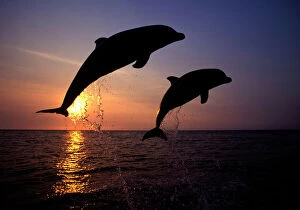 Bottlenose dolphin - two leaping