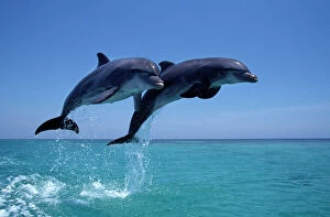 Central America Collection: Bottlenose dolphin - two leaping Carribean. Off Roatan Island, Honduras, Central America