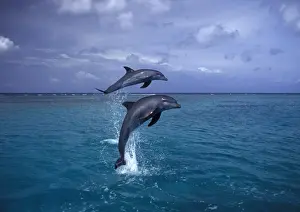 Bottlenose dolphin - two leaping Carribean. Off Roatan Island, Honduras, Central America