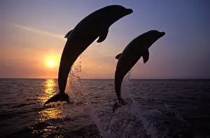 Bottlenose Dolphin - two leaping Carribean. Off Roatan Island, Honduras, Central America