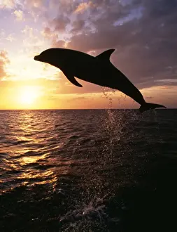 Bottlenose Dolphin Leaping at sunset