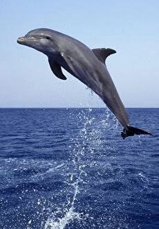 Bottlenose DOLPHIN - leaping out of water