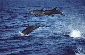Mexcio Prints: Bottlenose dolphin - three leaping out of water Photographed in the Gulf of California (Sea of Cortez)