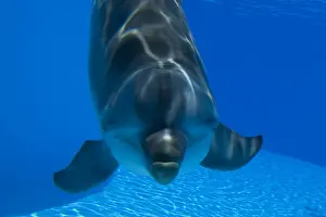 Bottlenose Dolphin - Malta