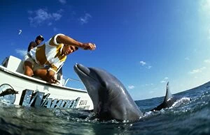 Bahamas Gallery: Bottlenose Dolphin - man in boat feeding fish to Dolphin