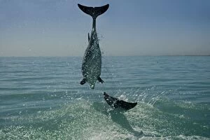 Images Dated 11th April 2010: Bottlenose Dolphin - mid jump - Atlantic Ocean - Namibia - Africa