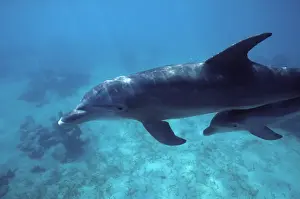 Bottlenose Dolphin - Mother and calf. Calf swimming under mother's tail stock. Carribean
