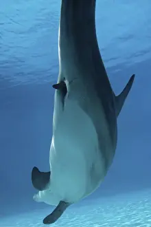 Bottlenose Dolphin - Mother giving birth to Baby/Calf. Birth Sequence 1