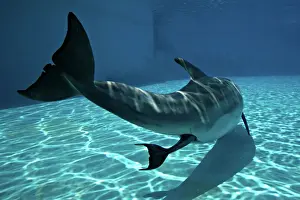 Dolphin Prints: Bottlenose Dolphin - Mother giving birth to Baby/Calf