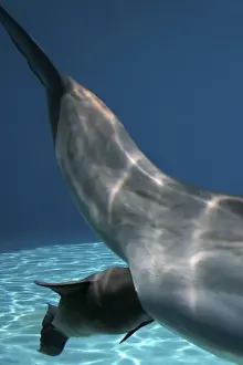 Bottlenose Dolphin - Mother giving birth to Baby/Calf. Birth Sequence 6