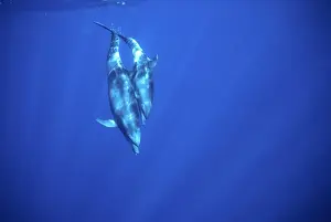 Bottlenose dolphin - Mother with large calf, diving Off Socorro Island, Mexico, Pacific Ocean