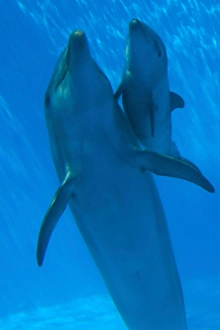 Bottlenose Dolphin - mother and newborn baby / calf - swimming together Bottlenose Dolphin - mother and newborn baby / calf - swimming together