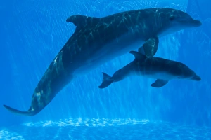 Bottlenose Dolphin - mother and newborn baby / calf - swimming together