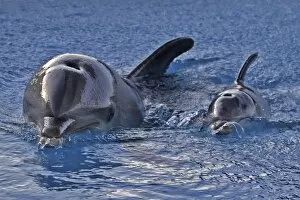 Images Dated 25th July 2010: Bottlenose Dolphin - mother and newborn baby / calf - swimming near surface