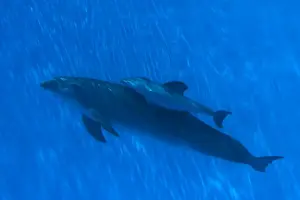 Bottlenose Dolphin - mother and newborn baby / calf - swimming together - Malta The calf was born on July 20th 2010 at 15:30. At birth its weight was roughly 15 kg and 1m in length