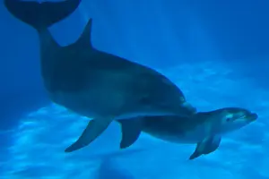 Bottlenose Dolphin - mother and newborn baby / calf - swimming together - Malta The calf was born on July 20th 2010 at 15:30. At birth its weight was roughly 15 kg and 1m in length